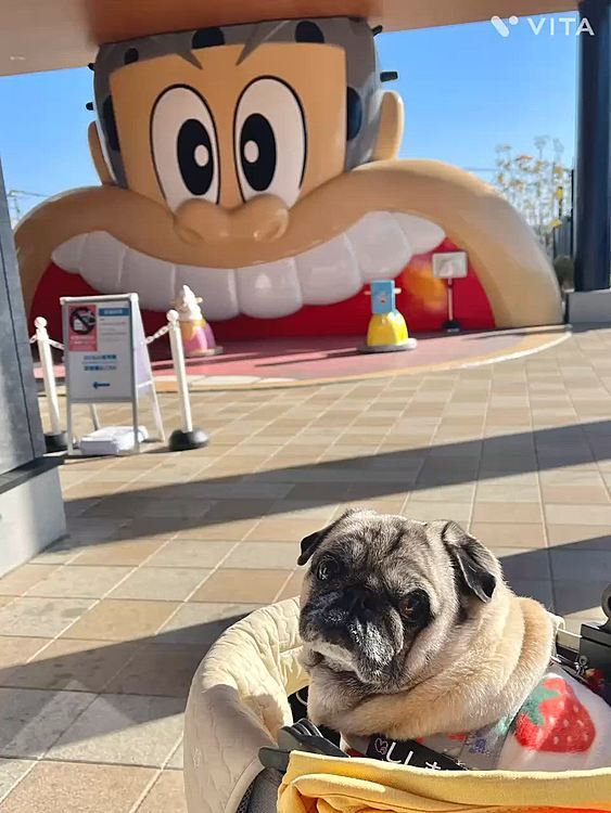 デザートは特産あまりん🍓をのせた生ドーナツ🍩
ししまるも🐽ちょびっとだけ🍓を食べましたよ👍
