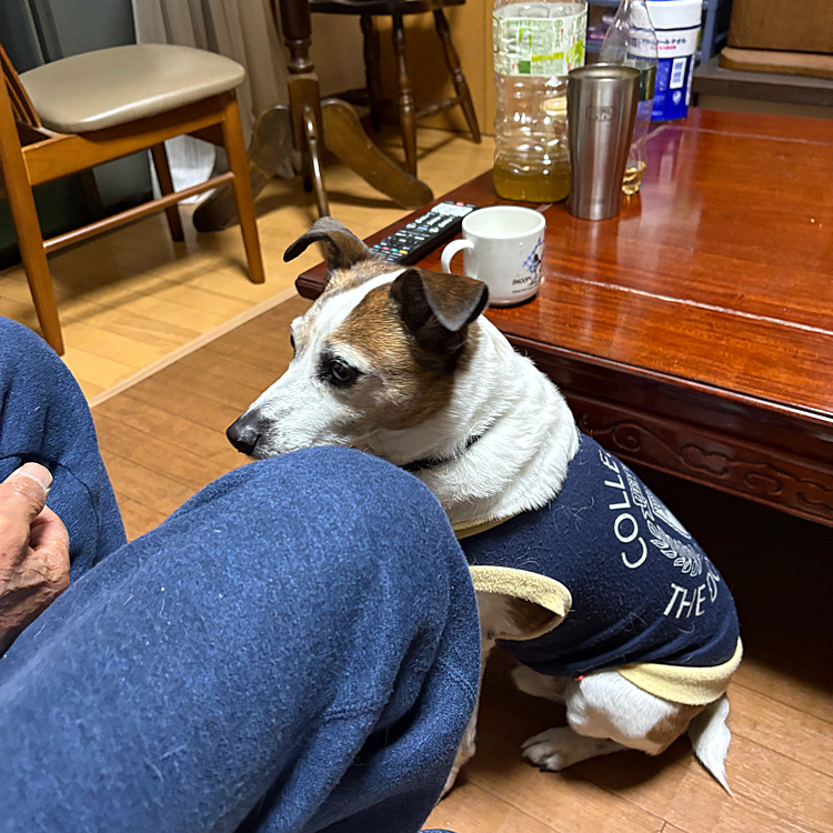 お父さん
ぼくにも下さい❣️
と、おすわりを言ってないのに勝手にアピール