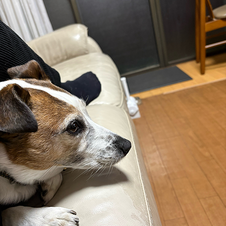 誰かにくっついていたい
寒がりタイガー🐯なのです
とにかく
誰かに😅