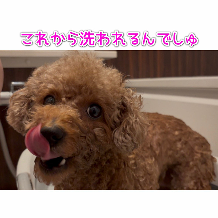 あー、お風呂、嫌だなぁ








