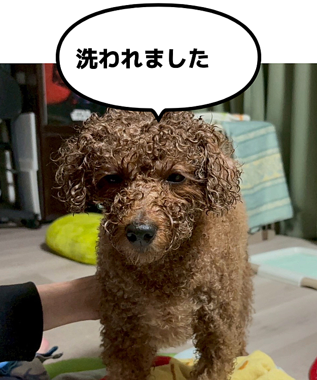 しょぼしょぼ

急に老けたライちゃん

お風呂で消耗しちゃったか？

洗う方もかなり消耗するでな(ヨボヨボ)






