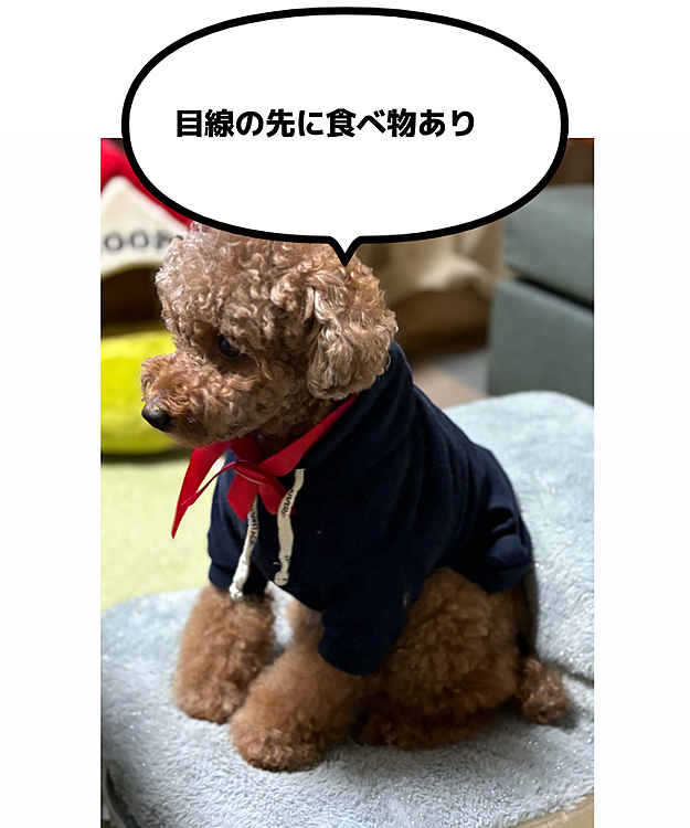 ベッド用の階段がお椅子に

この日はライちゃんの好物、お刺身がたくさんあったのでした








