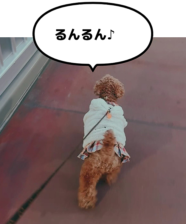 ご機嫌でお散歩気分

でも、病院なんだよね

いつもと違う道なだけだよ

すごく震えて、ちょっと泣いちゃったです







