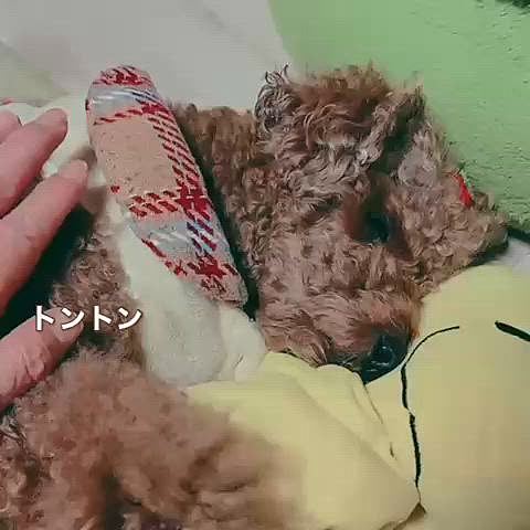 リビングで寝ちゃいました

おつかれちゃん［投稿日2026.02.01］








