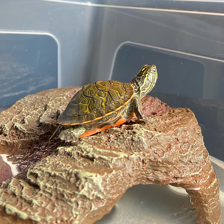 おはようございます