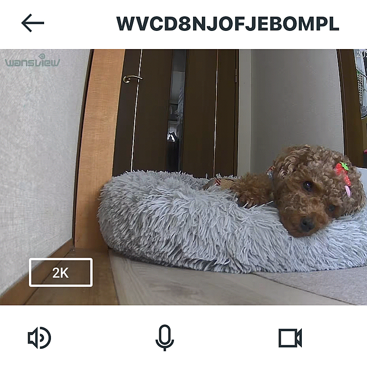 本日は出社日で

急いで帰り、散歩をし、ご飯をあげ

花粉まみれの自分を洗って

指定時間内に佐川急便の待機をしなければならず

佐川さんの宅配ボックス指定はどこで？？？

Amazonは佐川だったりヤマトだったりで

配達する人はそれぞれだから

それぞれの指定をしなければならず

ライちゃんのお留守番中にピンポン来るのは可哀想なんだけど

朝「今日行きます」ってお知らせ、電車乗ってる中とかで

見てないうちにピンポンされ、宅配ボックスに入ってることが多いです💧





