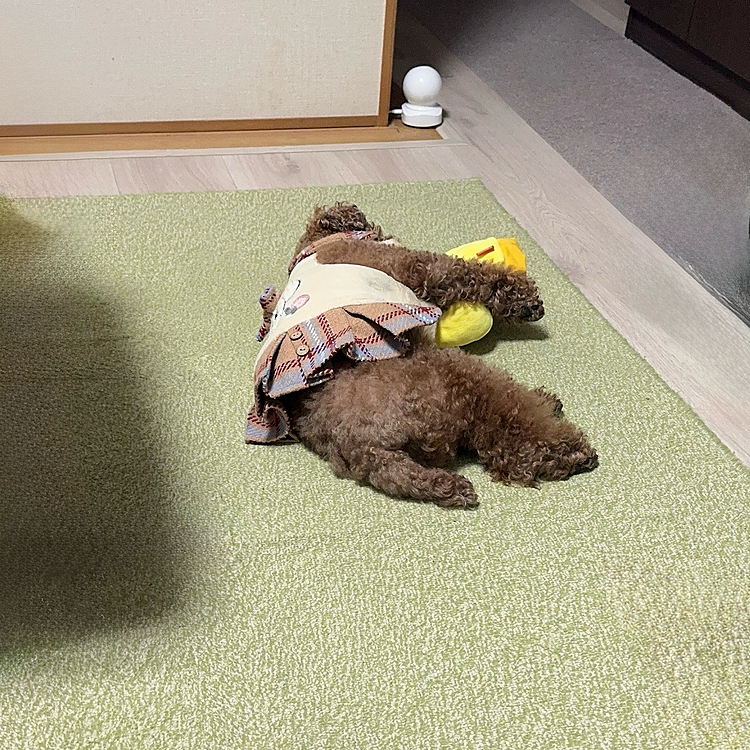 わんこが落ちてます

ウッドストックのぬいぐるみ、抱いてる😆❤️









