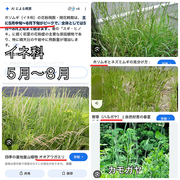 ライちゃんもそろそろ草アレルギー時期かな？

と調べましたが、５月！？

でも、もう生えてます、生えてるところは

飼い主もアレルギーが頭痛にきて

辛いです😵‍💫😵‍💫😵‍💫😵😵😵









