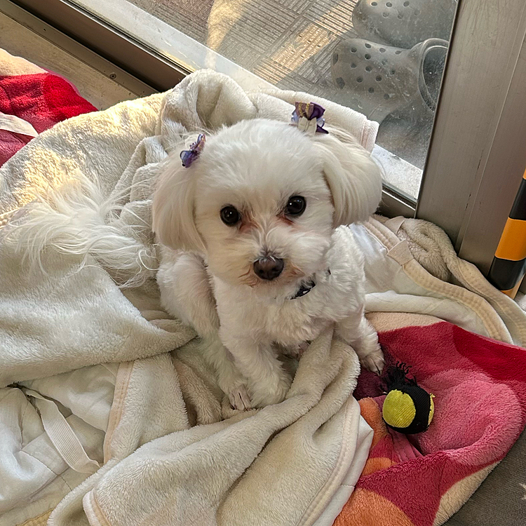 今日は二歳の誕生日です🐣シャンプー🧴してもらい🧴ケーキ🍰でお祝いすることができました♪まだまだヤンチャで大変ですが💦毎日癒しをもらってます☺️