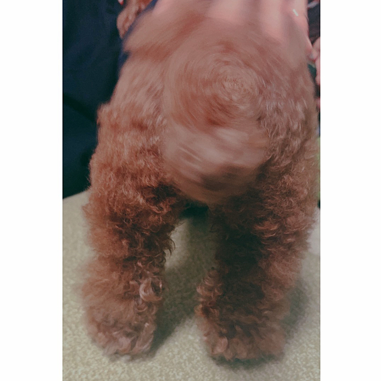 しっぽを振ったときのおしりです

［2026.02.04］








