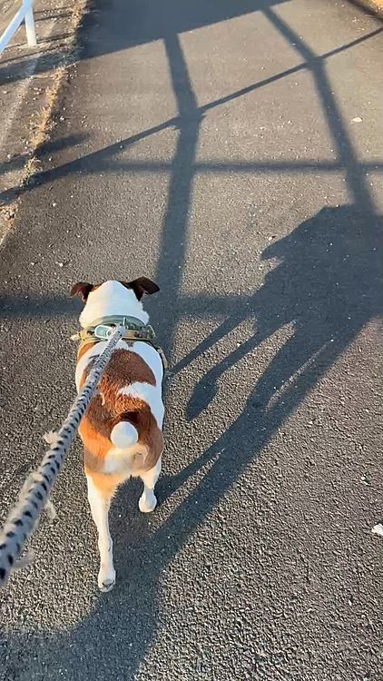 今日もP休
昼散歩
暖かい