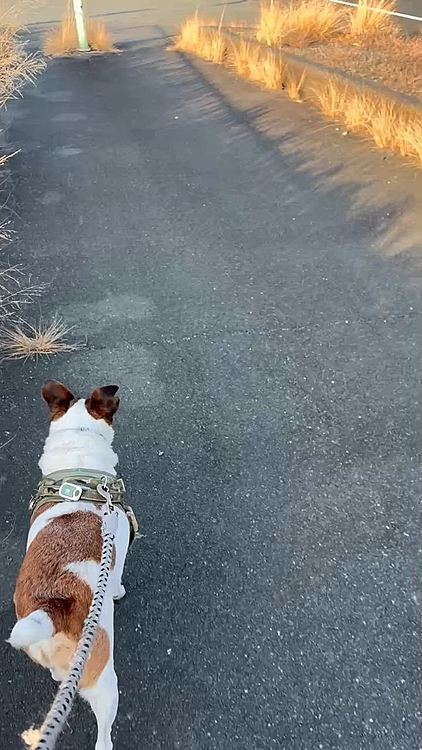 昼間の散歩は
エチケット袋開けやすいから
助かります🤭