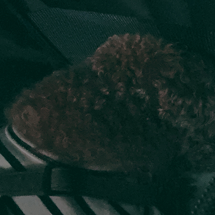 眼圧も正常値だし

「様子みてて！」と夕方まで預け仕事しました

ソッコー迎えに行ったんですけど

預けてから、非常に泣いている子の声がライちゃんの声ぽくて

迎えに行ったらシーンとしていたので

泣き終えたらしいです

仕事中、気になりつつ…

「何かあればお家で処理します！」と早めに退勤

和犬だとマロの部分だから、正常もしくはちょっと腫れてるかもしれないけど

危なくないって

ちょっと腫れてるのが気になってん！

ラ:ライちゃんは刈られたことが気になってん！



