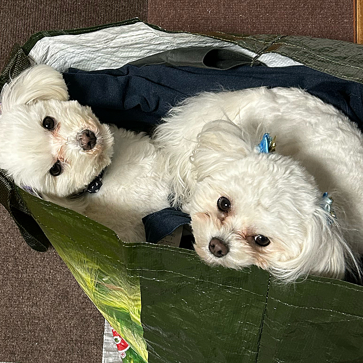 雪降ってるのに寒いのかコインランドリーから帰ったらずっと洋服の👔上から動いてくれなくて💦洋服が畳めません👚寒すぎるのかな？笑