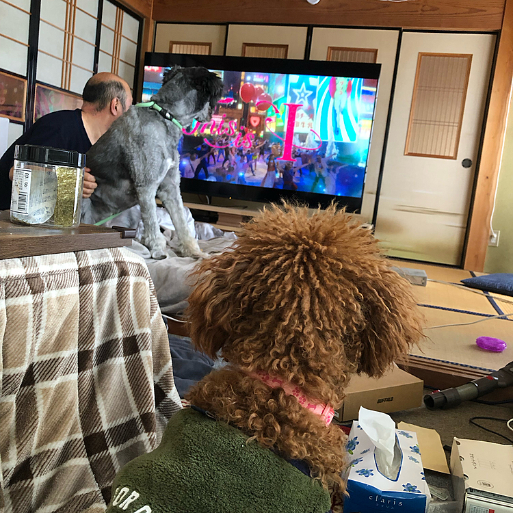 家族みんなで仲良くテレビみてます