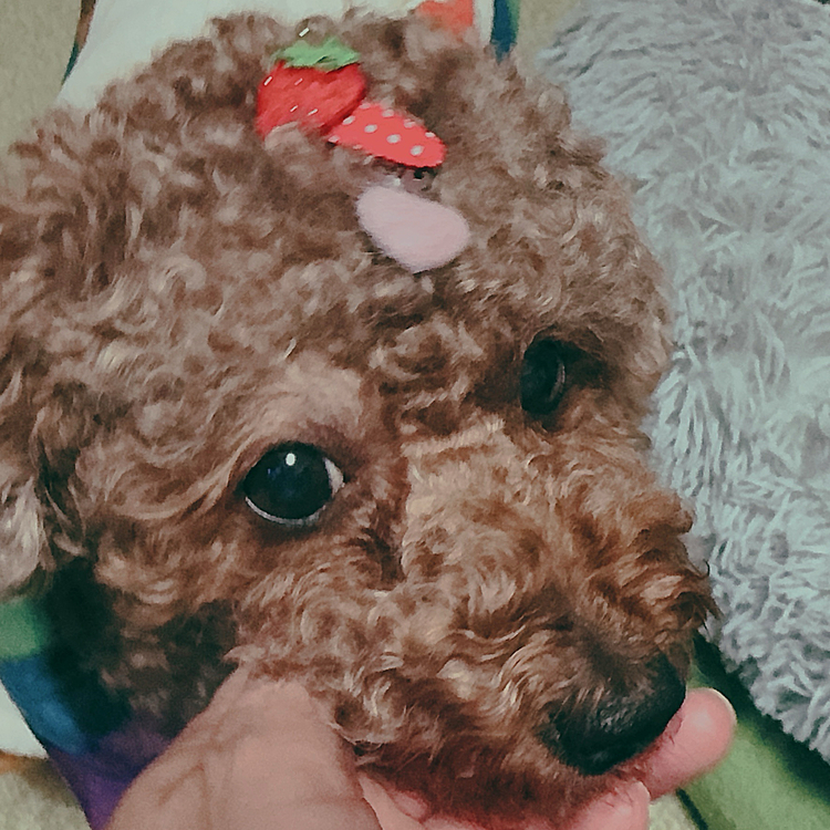 腫れていたと思われる眉毛のとこ

その後痒がることなく

花粉でちょっと目やにがでるので

散歩後、ワンクリーンという点眼も消毒も出来るもので吹いてます

何ともなければ後は毛が伸びるだけ









