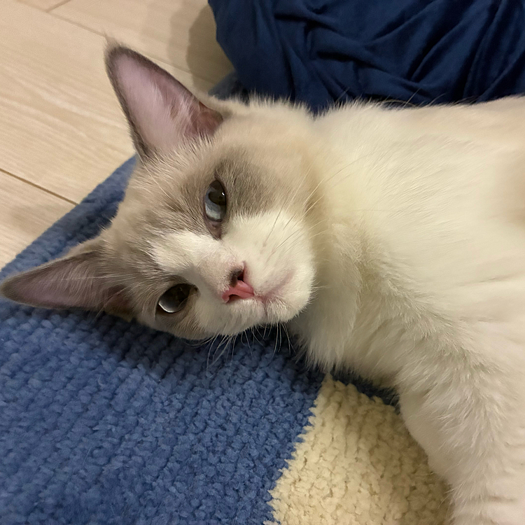 たまにスンッて顔する