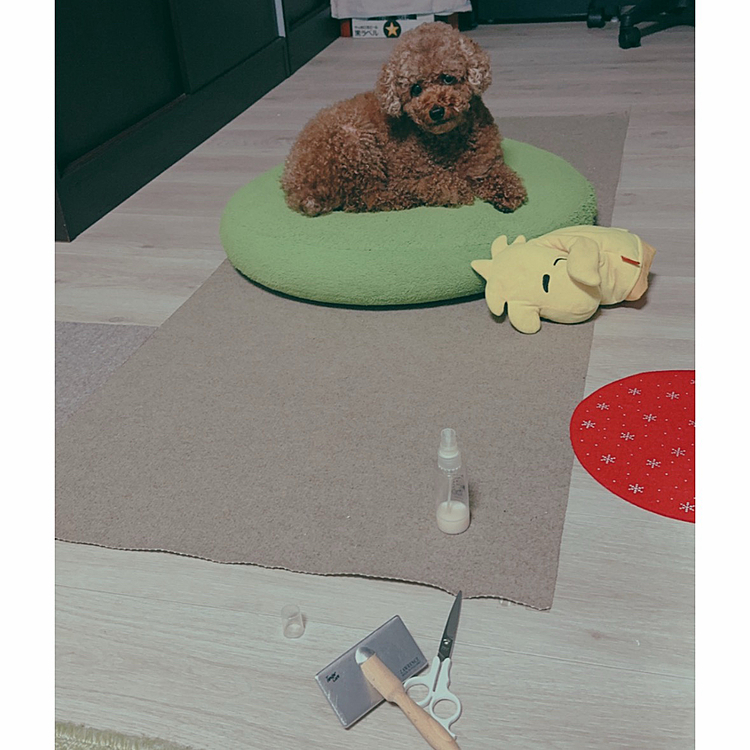 一旦休憩

まだ全部ブラッシングしてないよ

またお風呂に入れられてムカついてるライちゃん

向こうに見えるビールは気にしないでください





