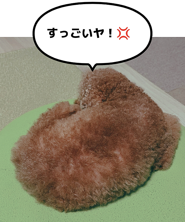 いじけて籠るケージの中のクッションも洗われて

この上なくムカついているライちゃん









