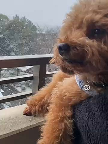 日曜は朝起きても雪は降っていなかったけど９時過ぎ頃から降り始めてきました❄️
でもすぐに止んだので昼過ぎに投票（小学校）に向かったら校舎の外にまで並んでいました💦
母が大阪土産のチーズケーキを持ってきてくれたのでアムールの戦利品と共にカフェタイム🍰☕️
