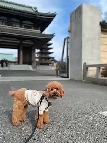 火曜はトリミング✂️
お迎え後は散歩がてらいつものお寺の参道へ🐾
お店の前でみかんを洗っている人がいてハッピーが近寄ったらお裾分け頂けました🍊
1袋200円との事だったのでお買い上げ💰

ハッピーは誕生月のトリミングの際に少しだけカットした毛を頂いています✂️
特に理由はありませんが6年分貯まりました😆
1歳の時から残しておけば良かったかな☺️