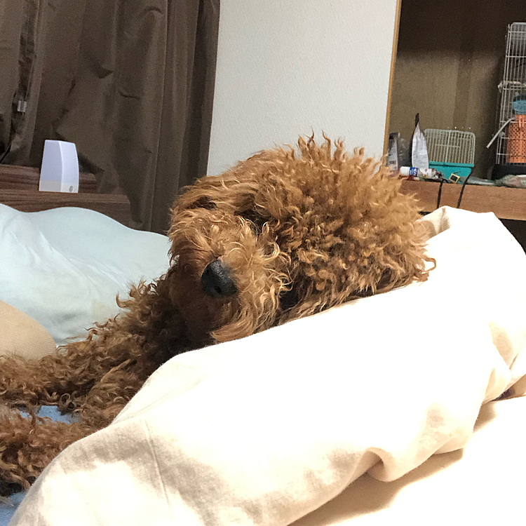 いつも通りママの上でまったり
