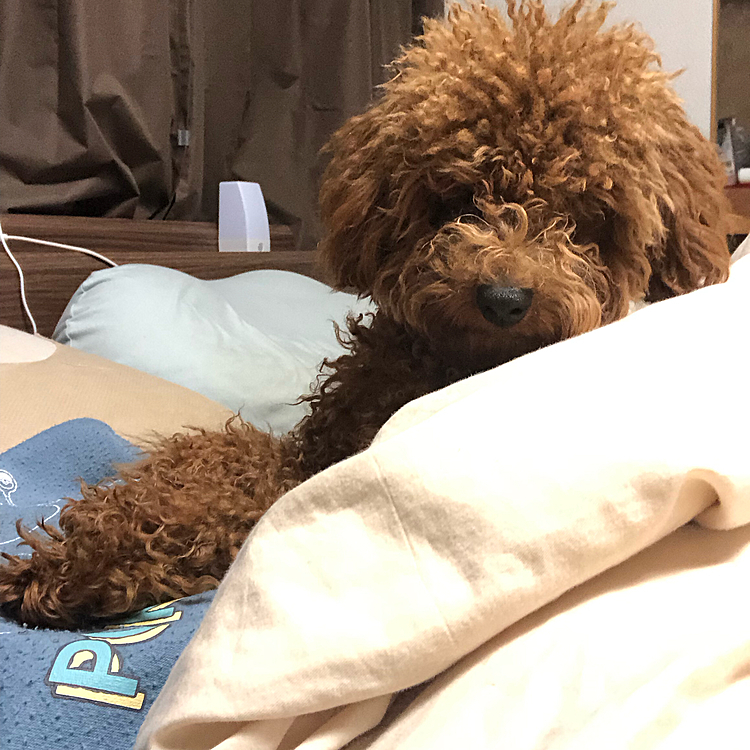 なぜかママの上にだけ乗ってくるルカくん