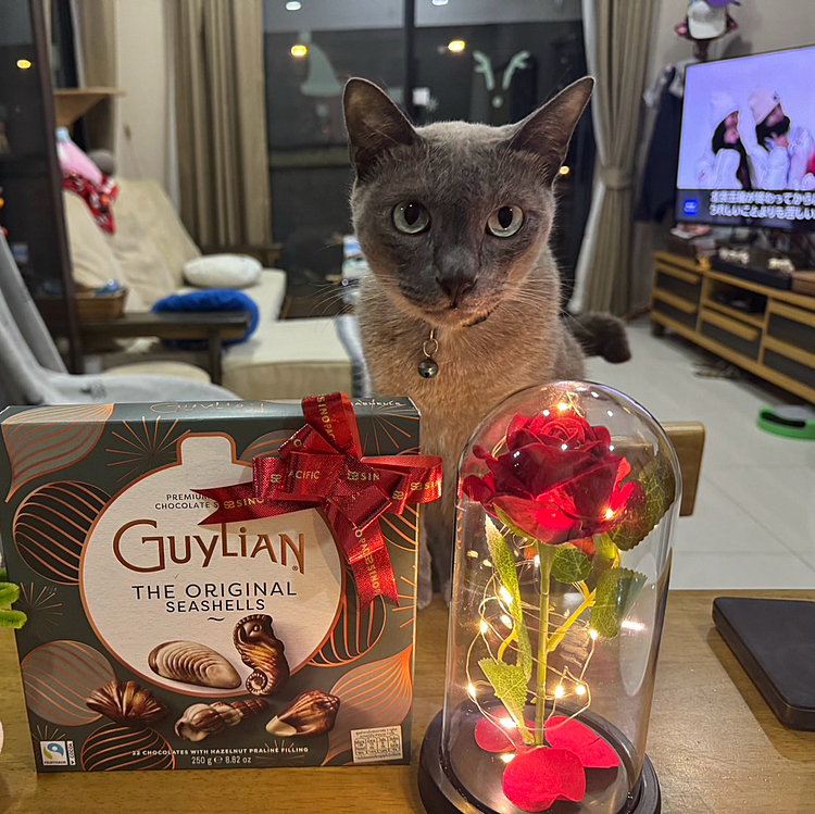 ハッピーバレンタイン💘ニャ〜