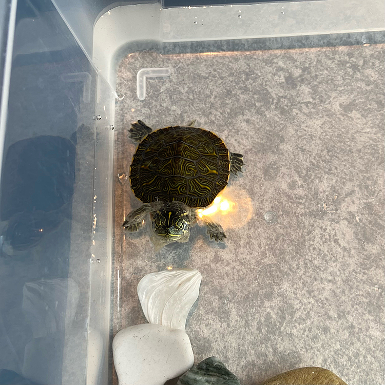 首周り脱皮してきた☺️