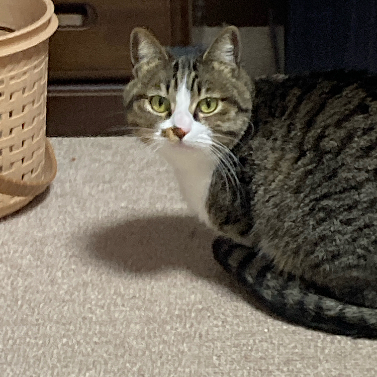 オリンピックばかり見ないで遊んでよ！