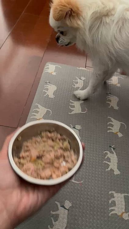 翌日の朝ごはん中。
どっちもふらついてるのわかりますか？
お散歩から帰るとこんな調子で心配になり4日の朝に病院行ってきました🏥
触診したら意外にもパテラの後ろ脚でも時々浮かせてる左前脚でもなく、右前脚を嫌がる感じだったらしく痛いのは右前脚かな？という事でレントゲン検査をしました。
結果は骨に異常なし。
でも今は異常なくても後から骨が変形してくる事もあるそう。
とりあえず消炎鎮痛剤を1週間服用する事になりました。
ステロイドと相性悪いらしく、その間はステロイドはお休み。
