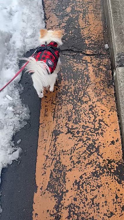 2/4。スタスタお散歩してます。
お薬服用中は朝食後に飲ませてたんですが、ふらつきは夜はあまり見られず朝んぽ後の朝ごはんの時に時々あり。夜はお薬が効いてるのかなぁ？なんて思ったり。。
で、ここしばらく様子見てたんですが、もしかすると寒すぎたのが原因？という考えが。
ふらつきが見られた時は冷え込みが激しかった時で、ちょっと最近は気温上がってきたからか、ふらつきもなく。。お薬効果もあり？
この動画は病院行く日の朝で、スタスタお散歩してますが、上の動画の朝ごはんの時にはあんな感じで。暖かかったんですけどね。
