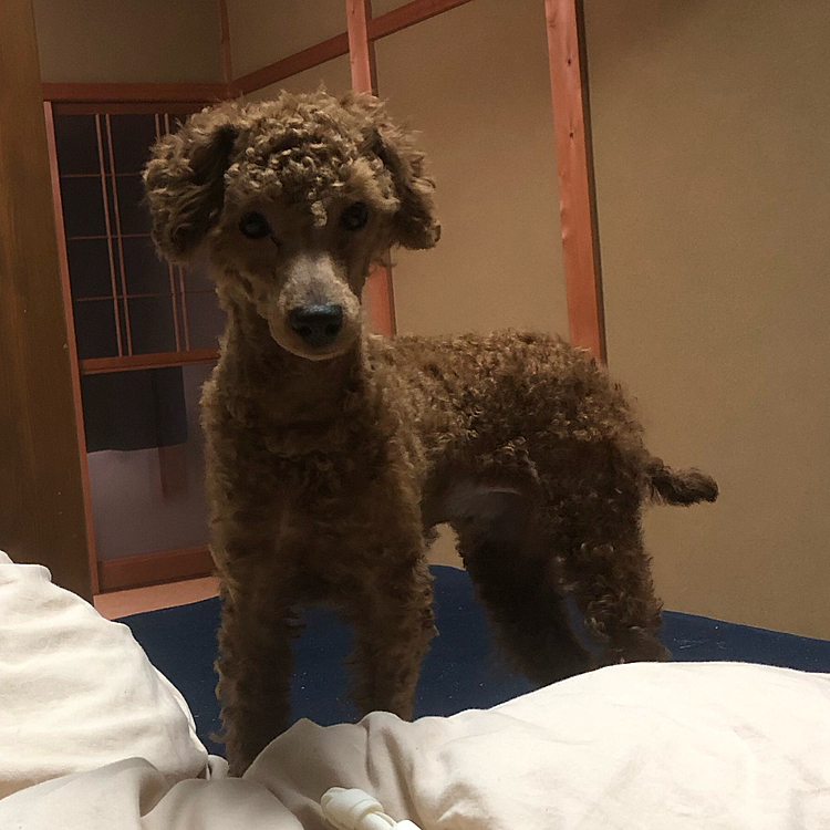 トリミングしてモサモサ犬からスマート犬になりました