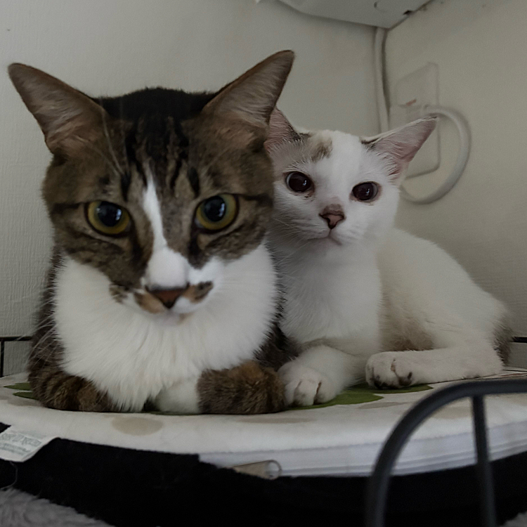 とにかく景虎と1番仲良しで
景虎に甘えて頭突きして
グルーミングされておる末っ子𓃠‪

かーくん、面倒見いいお兄ちゃんだねえ😭
て思いながらいつも見てるけど
景虎は誰よりも甘えたなので
わたしは毎日ストーカーされてます🥹

そして、あめが景虎をストーカー…
これは食物連鎖ならぬ、なに連鎖ですか？😂