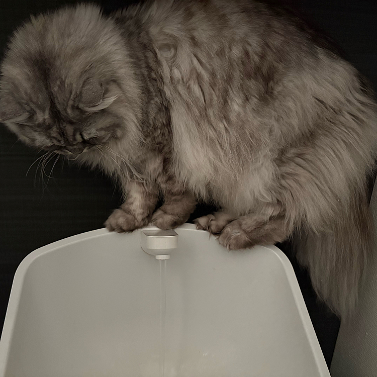 トイレの水流れてるの見るの大好き真旺。
保護した1/15を誕生日としたので
少し前に4歳になりました🎉

真旺のマイペースがとても良き◎

いろ、蕾の写真がないけど
相変わらずいろはけしからん可愛いし
わたしの良き相棒です💓
蕾はずっとかまってちゃんでおしゃべりさん。
そろそろ病院行くけど
多分もう1番体重重たいのではなかろうか…👻

以上、サボりクセしかない飼い主でした🙋‍♀️