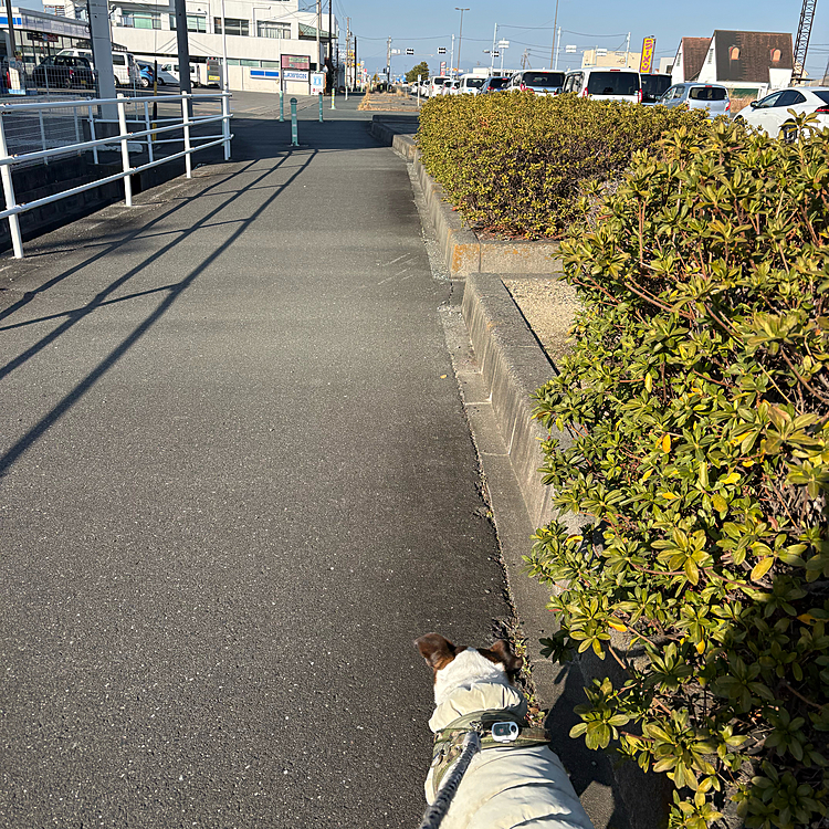 15日(日曜日)
今日は18度
暖かいはずなんだけど
なんとなく体感温度は3度くらい下がって
寒って感じで
最近はアウターなしだったタイガー🐯も私も
着てお散歩に
何着ていいのかわからない😅