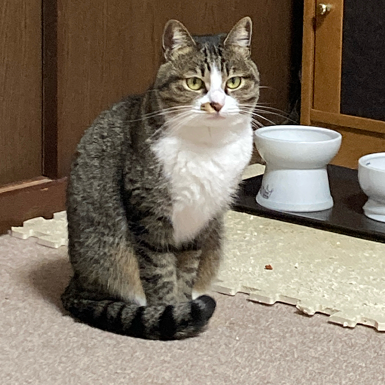 お腹空いたよー！なんかちょうだい🥺