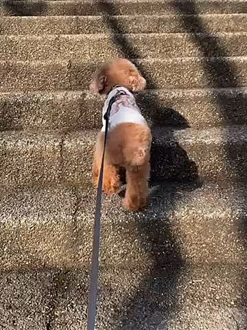 車を取りにディーラーへ🚗
その前に今度は大仏さんのいる公園へ🐾
お利口に⁈お留守番していたからたくさんお散歩しました🐶

名古屋市内のディーラーはカートでしかも蓋をしなくていけないのですが、知人に紹介して頂いたこちらの店舗は🐶はそのままで🆗なので少し距離がありますがこちらで購入🚗
目の前が名古屋市との境界線です😆
