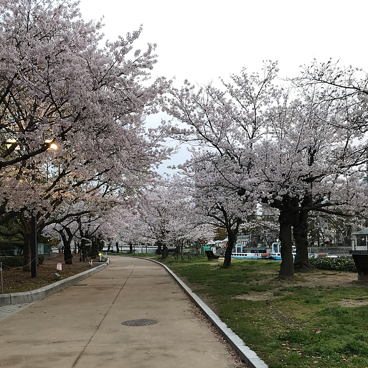 4/3
今年はまだまだ桜🌸楽しめますね🤩
いつもの公園も、まだ綺麗に咲いてました😄