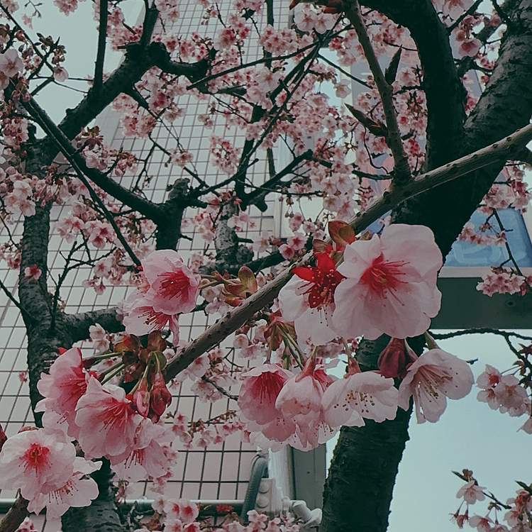 河津桜、更に色鮮やかに咲きました❤️








