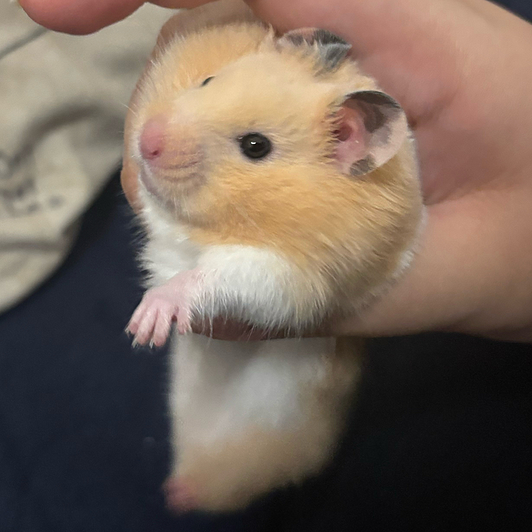 脱走したわるい子