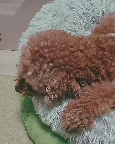 これはてんかんではなく、ねんねの寝相です

小刻みに可愛い😍

今日は急遽、在宅ワークにしたので

家でのんびりぬくぬく昼寝してます

大仏みたいなくせ毛

明日、トリミング行ってきます

今日は寒いけど、明日は暖かい、いやむしろ暑いみたいですね🥵

【2026.02.20】






