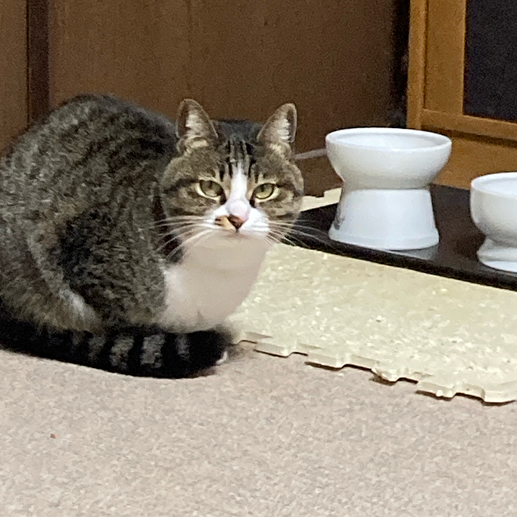 ご飯、まだ？お腹空いたよ！