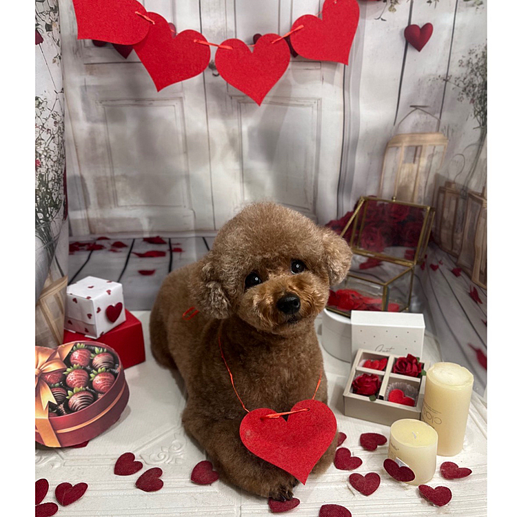 トリミング行ってきました

相変わらずトリマーさんに甘えているようです😅

2月のテーマは「My Valentine❤️」だそーです

いつも横文字テーマ






