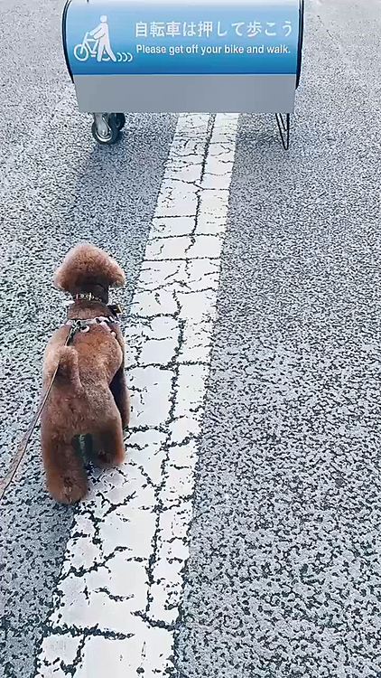 トリミング後、街をお散歩

トリミングした後は特に短足に見えるライちゃん

太ったのもあるけど

トリマーさんのトレンド的にこういうのが流行ってるげ

ホントは脚長さんなんだからぁ！














