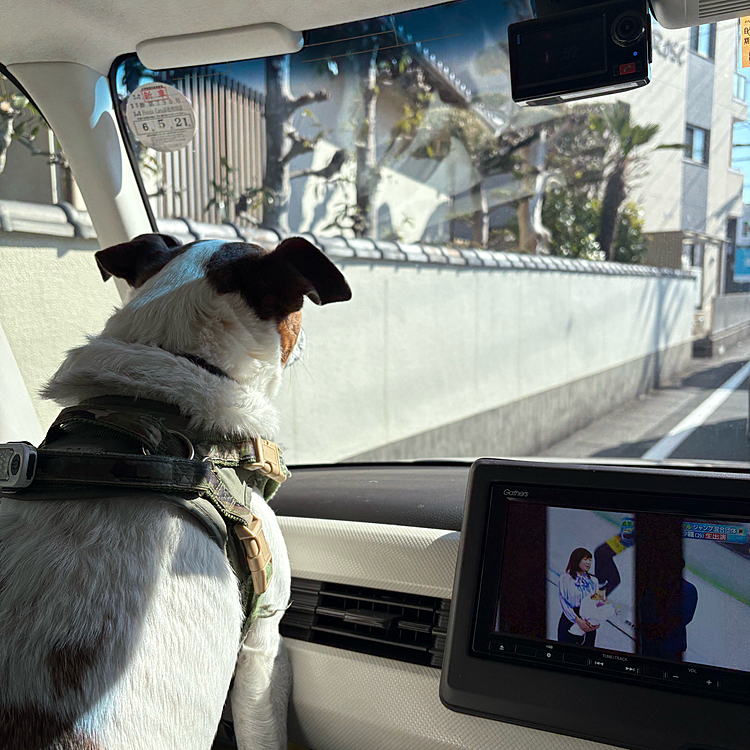 今日も2週間ぶりの
トリミングに
信号🚥待ち