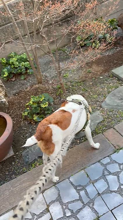 今日はトリマーさんが送ってくれたので
そのままお散歩に
我が家の庭でもくん活を