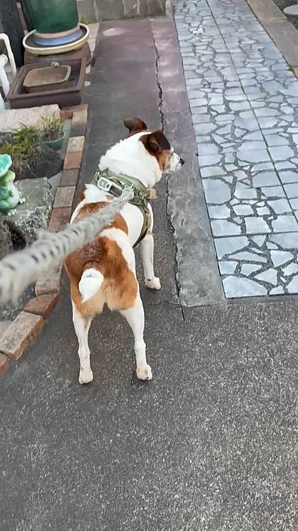 いけない
門閉め忘れたー😅