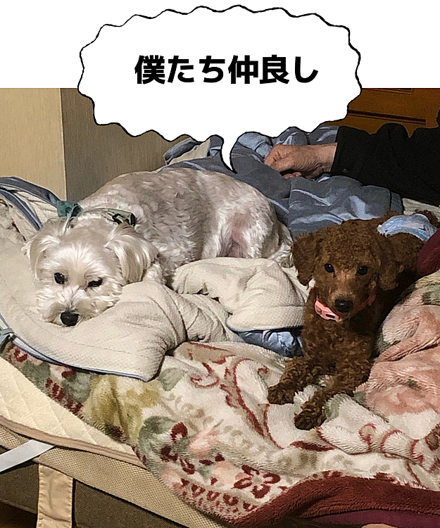 旦那さんの実家にお泊まりしてきました♪
お兄ちゃん犬のロンくんとルカくんが仲良くなってくれてママは嬉しいです