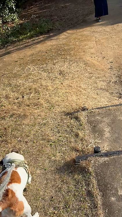 今日は公園のそこらかしこでボール🏀遊びしているのでタイガー🐯が興奮しまくり😅